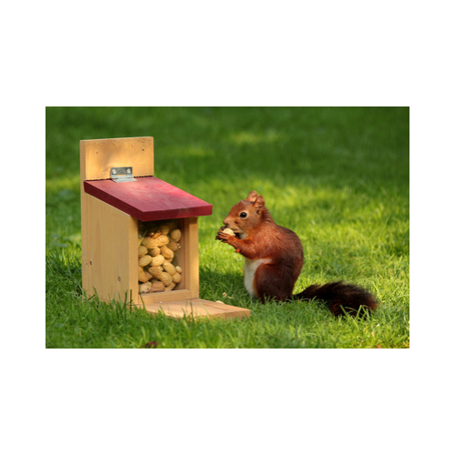 Make Your Own Squirrel Feeder Children S Workshop Monday 21st